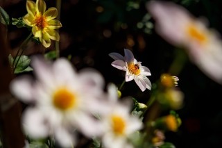 佳能RF24-70mm F2.8实拍样张欣赏