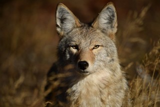 尼康AF-S 尼克尔 180-400mm f／4E TC1.4 FL ED VR官方实拍样张欣赏