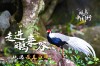 观鸟中国行走进鹇来谷 寻影最美白鹇