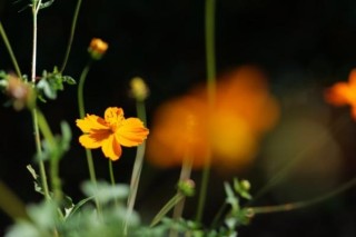 松下全画幅大光圈镜头24-70mm F2.8设计大揭秘！