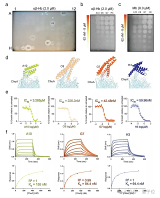 不用抗生素也能抗菌！AI设计新型蛋白质抵御细菌耐药性｜Nature子刊