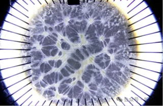瑞士发布世界首个生物处理器！16个人脑类器官开放全球远程访问，能耗降低一百万倍