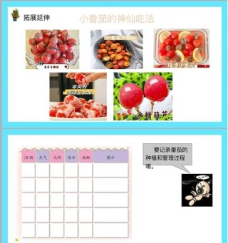 从 “人工苦力”到 “智能战神”，请看番茄采摘的进化史