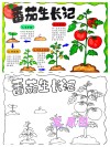 从 “人工苦力”到 “智能战神”，请看番茄采摘的进化史