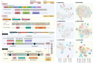 1.8B参数，阿里云首个联合DNA、RNA、蛋白质的生物大模型，涵盖16.9W物种 