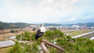 “观鸟胜地 自在明溪”海峡两岸(明溪)鸟类摄影大赛奖项公布 ...