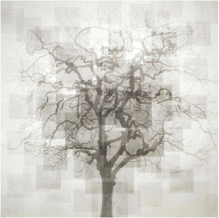 OFOTO&ANART 展览 ｜ 一棵树