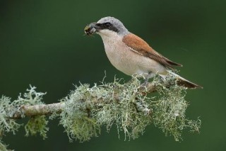 大光圈超远摄定焦 富士龙镜头XF500mmF5.6 R LM OIS WR发布