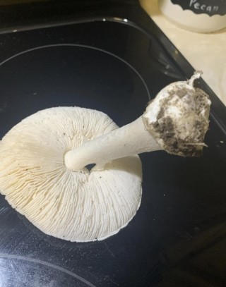 用AI软件识别毒蘑菇？AI犯错后，人吃下了毒鹅膏，差点要了命……