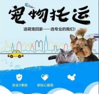 baidu09泡宠，提供专业的免费宠物健康服务