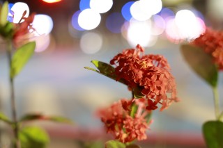 佳能发布轻巧便携的F2.8恒定大光圈标准变焦镜头 RF28-70mm F2.8 IS STM ... ... ... ...