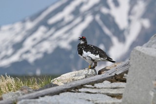 尼康尼克尔 Z 100-400mm f／4.5-5.6 VR S官方实拍样张欣赏