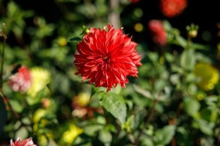 佳能RF24-70mm F2.8实拍样张欣赏