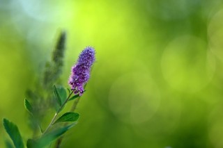 尼康发布Z卡口中长焦定焦镜头尼克尔 Z 135mm f／1.8 S Plena