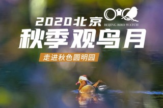 2020北京秋季观鸟月系列活动 走进秋色圆明园