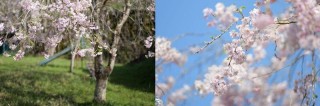 精简，亦是翘楚，松下全画幅F1.8军团设计大揭秘