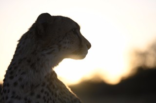 尼康尼克尔 Z 70-200mm f／2.8 VR S 官方实拍样张欣赏