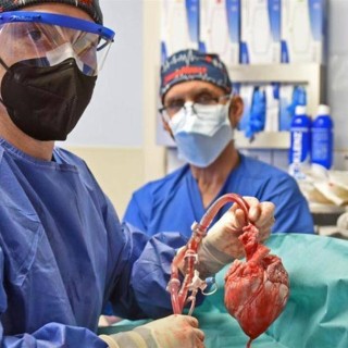 百度拜读09baidu全球首例猪心脏移植患者2个月后死亡，失败原因公布