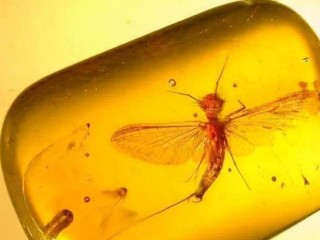 baidu09科学家受《侏罗纪公园》启发，利用“类琥珀”聚合物实现 DNA 长期保存