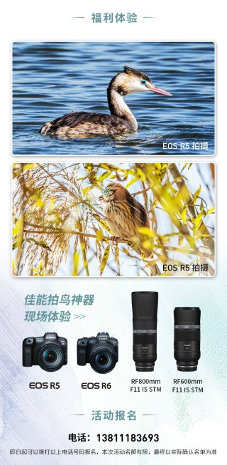 2020北京秋季观鸟月 走进野鸭湖活动招募