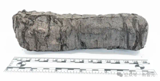 AI再破2000年前「上古卷轴」！古希腊著作原文首次重见天日
