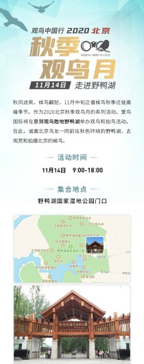2020北京秋季观鸟月 走进野鸭湖活动招募