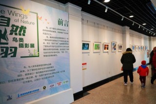 2020北京秋季观鸟月观鸟及摄影大赛颁奖典礼暨自然飞羽鸟类摄影展在北京动物园圆满举行 ...