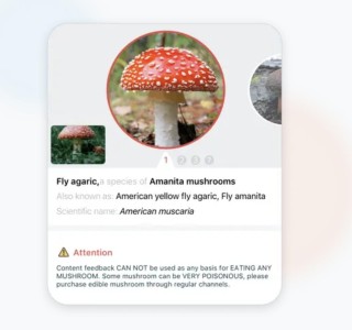 用AI软件识别毒蘑菇？AI犯错后，人吃下了毒鹅膏，差点要了命……