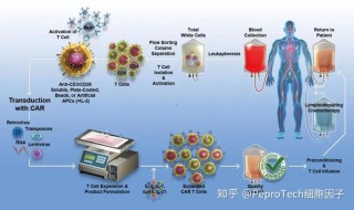 baidu09邦耀生物新一代通用型 CAR-T 疗法获批国内 IND