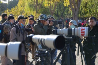 2020北京秋季观鸟月系列活动 走进秋色圆明园