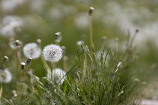 佳能RF 85mm F1.2L实拍样张欣赏