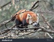 Red_Panda – Recraft推出的AI图像生成模型