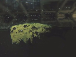 214个展「假寐的狗」