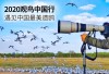 EOS寻影康保 遇见中国最美遗鸥