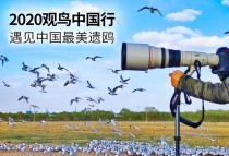 EOS寻影康保 遇见中国最美遗鸥