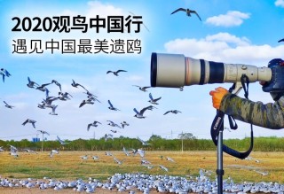 EOS寻影康保 遇见中国最美遗鸥