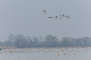 行摄生态中国 邂逅鄱阳湖白鹤仙子