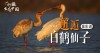 行摄生态中国 邂逅鄱阳湖白鹤仙子
