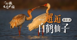 行摄生态中国 邂逅鄱阳湖白鹤仙子