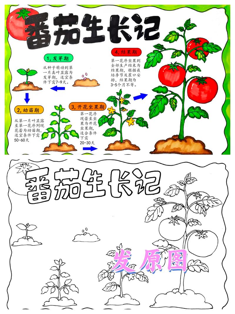 从 “人工苦力”到 “智能战神”,请看番茄采摘的进化史 第1张 从 “人工苦力”到 “智能战神”,请看番茄采摘的进化史 第1张