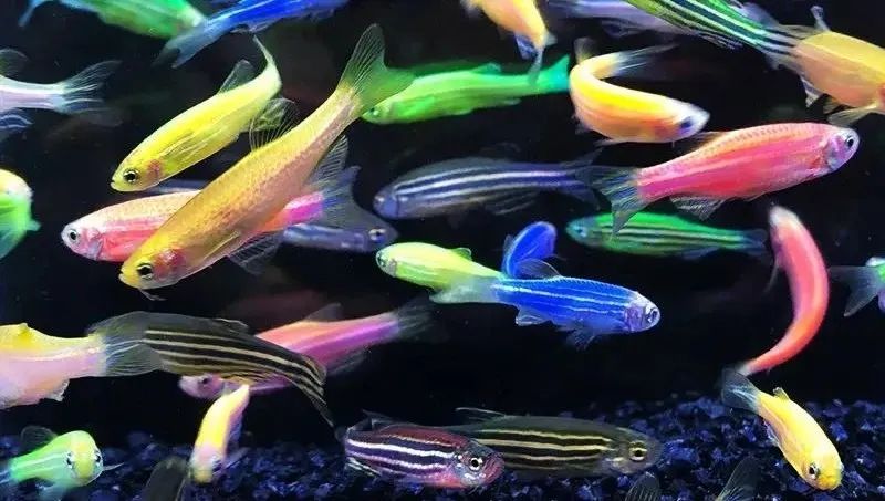 脑科学融合端到端，自动驾驶迎来Next Level？  第4张