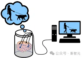 瑞士发布世界首个生物处理器！16个人脑类器官开放全球远程访问，能耗降低一百万倍  第7张