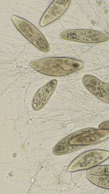 CV又不存在了？Meta「分割一切」2.0正式开源，视频也能分割了  第10张