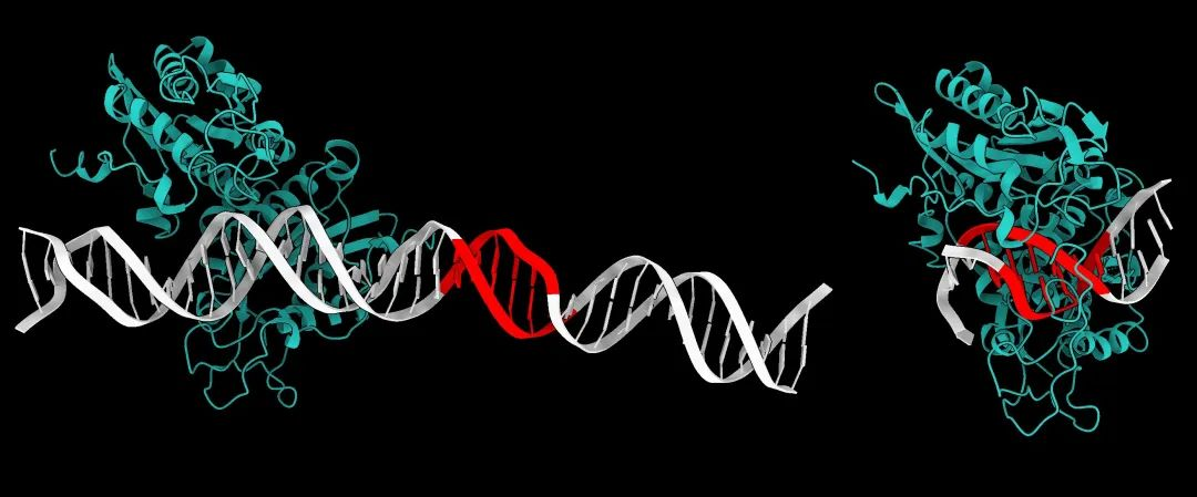 AlphaFold 3轻松应对核酸、脂类分子？科学家迫不及待地更新了评测  第6张