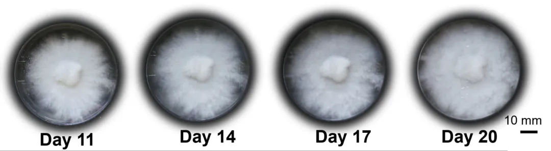 用杏鲍菇控制机器人运动！康奈尔等新研究登Science子刊  第4张