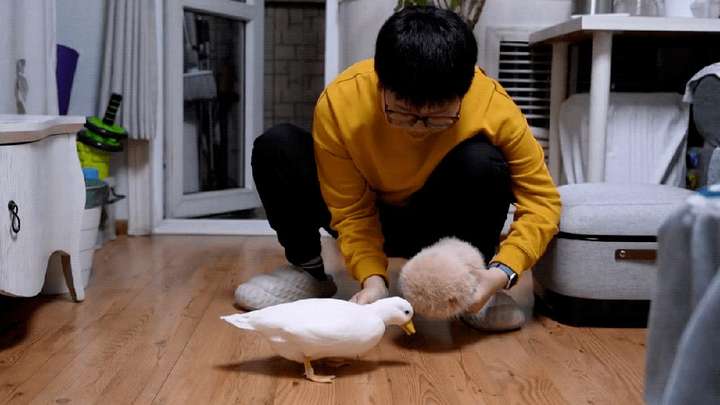 今年又一个火出海外的中国AI，萌翻了  第13张