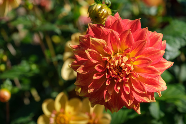 富士XF16-80mm F4实拍样张欣赏  第7张