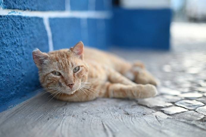 尼康推出标准版定焦镜头尼克尔 Z 50mm f／1.4  第3张