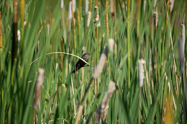索尼FE 70-200mm F4实拍样张欣赏  第4张