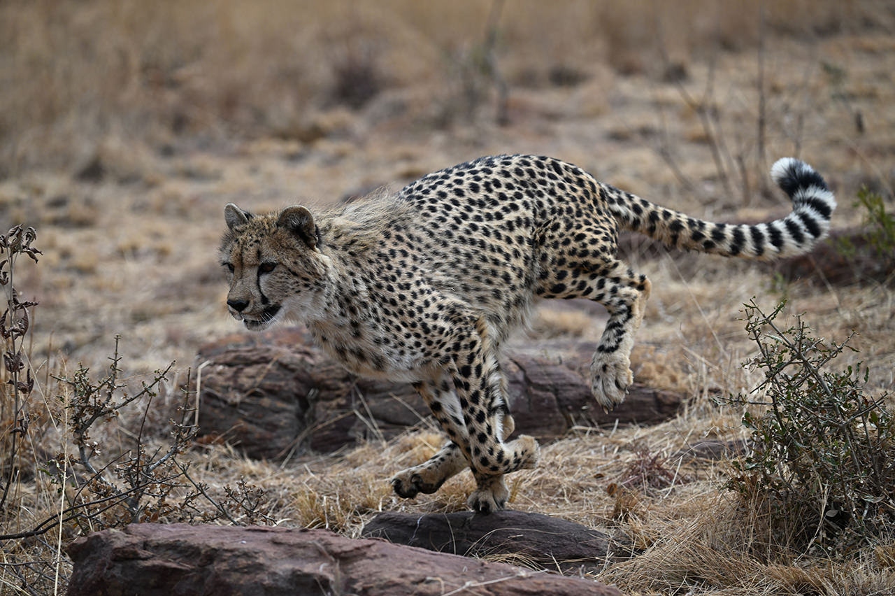 尼康尼克尔 Z 100-400mm f／4.5-5.6 VR S官方实拍样张欣赏  第6张